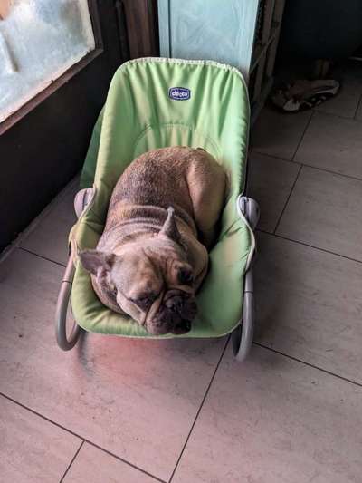 Französische Bulldoggen-Beitrag-Bild