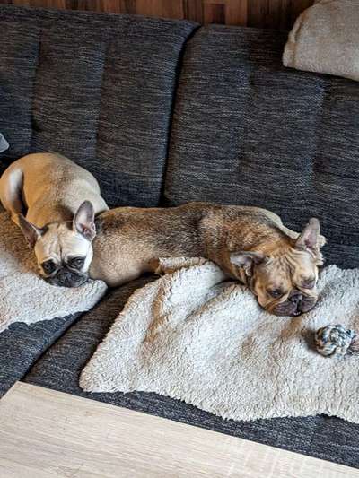 Französische Bulldoggen-Beitrag-Bild