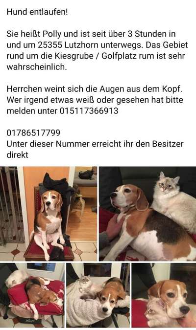 Entlaufene, Gefundene und Vermisste Hunde-Beitrag-Bild