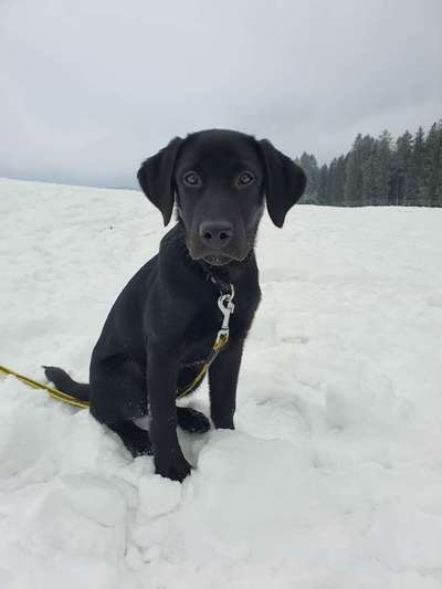 Labradorfans-Beitrag-Bild