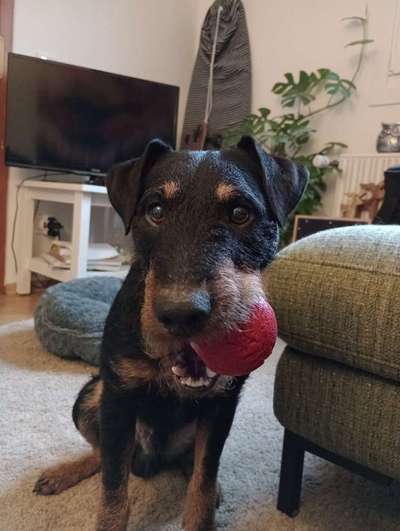 Hundetreffen-Kontakt unter Rüden-Bild