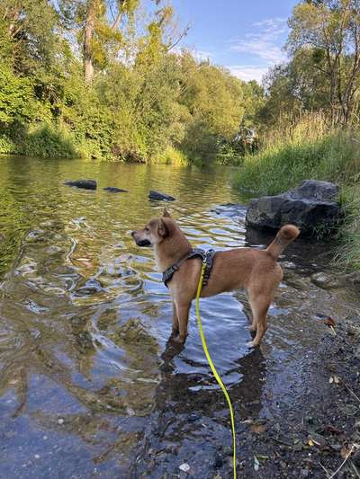 Hundetreffen-Spiel - und Gassitreffen-Bild