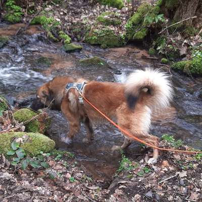 Hundetreffen-Spiel-und Gassirunden am Vormittag-Bild