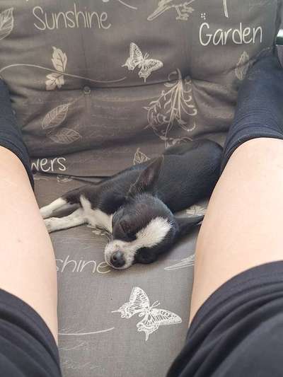 aktuelles Foto Gruppe Chihuahua Treffen Hamburg