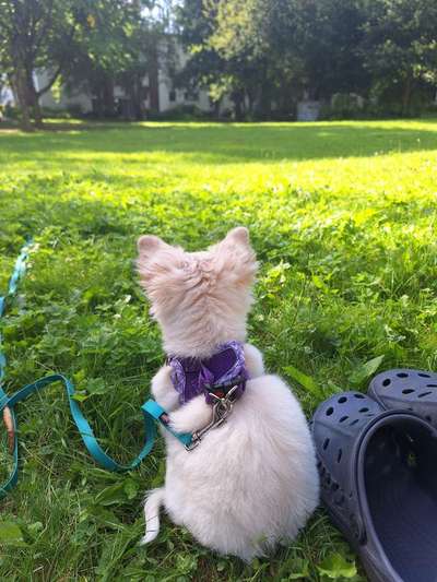 Hundetreffen-spielen im dallbregen wiese-Bild