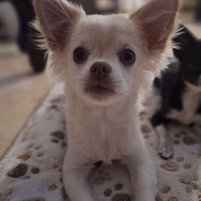 Hundetreffen-spielrunde-Bild