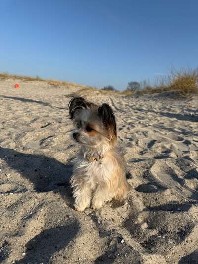 Hundetreffen-Spielwiese-Bild