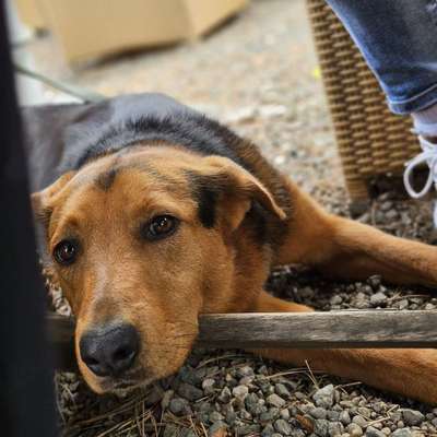 Hundetreffen-Gemeinsame Gassi Runden-Bild