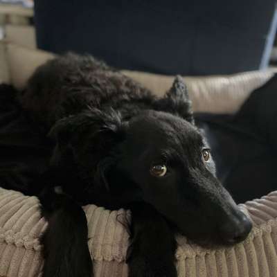 Hundetreffen-Neu in Berlin - Hundefreunde gesucht :)-Bild