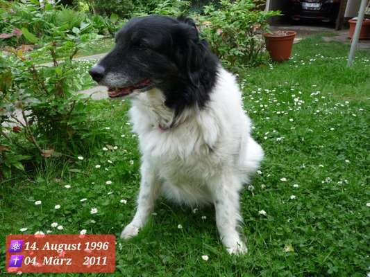 Unsere Fellnasen im Regenbogenland-Beitrag-Bild