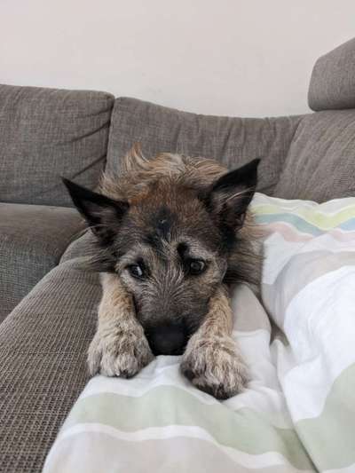 Auslandstierschutz-Beitrag-Bild