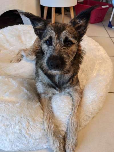 Mischlingshunde Foto Aufruf-Beitrag-Bild