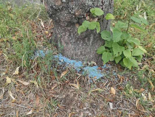 Giftköder-gestreutes Blaukorn-Bild