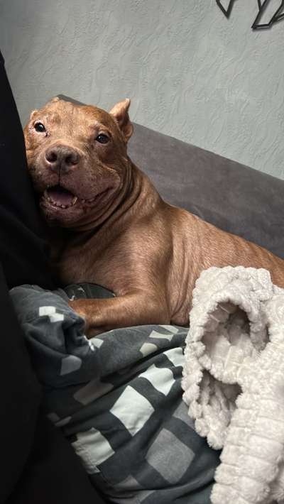 Unsere Fellnasen im Regenbogenland-Beitrag-Bild