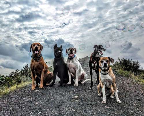 Rhodesian Ridgeback-Beitrag-Bild