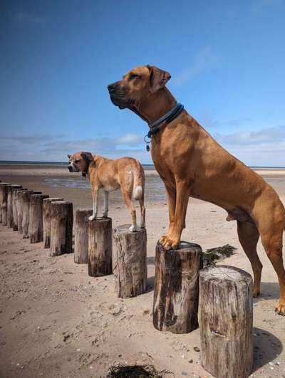 Rhodesian Ridgeback-Beitrag-Bild