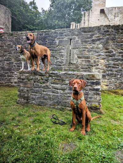 Rhodesian Ridgeback-Beitrag-Bild
