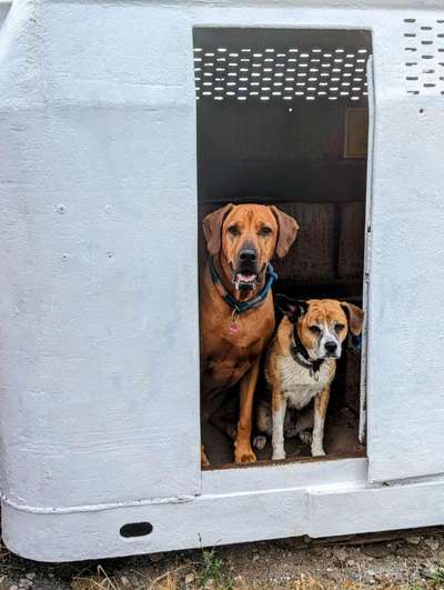 Rhodesian Ridgeback-Beitrag-Bild