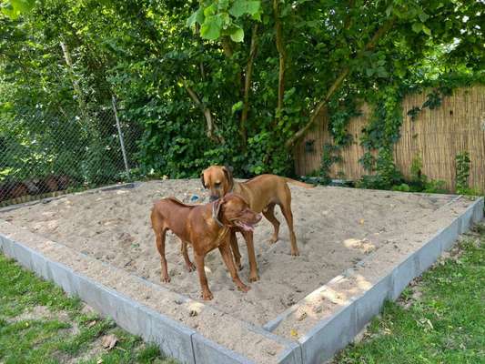 Rhodesian Ridgeback-Beitrag-Bild