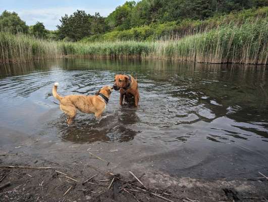 Rhodesian Ridgeback-Beitrag-Bild