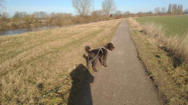 Hundetreffen-Spaziergänge mit spielen in grasdorf-Bild