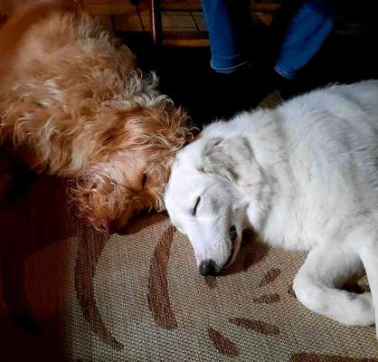 FOTOCHALLENGE 68: Dein Hund und sein bester Freund-Beitrag-Bild