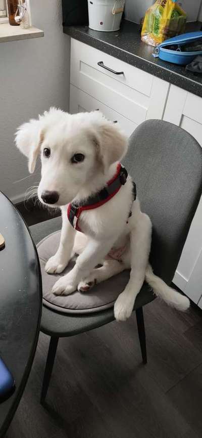 Welche Hunderasse-Beitrag-Bild