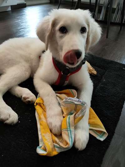 Fotochallenge Nr. 59 - Mein Hund zeigt die Zunge-Beitrag-Bild