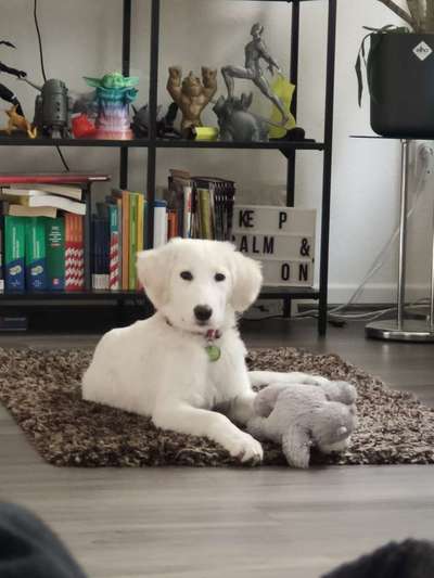 Seltene Rassen!-Beitrag-Bild