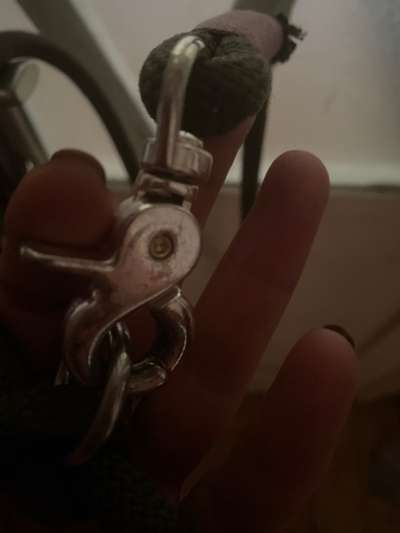 Hundeleinen-Beitrag-Bild