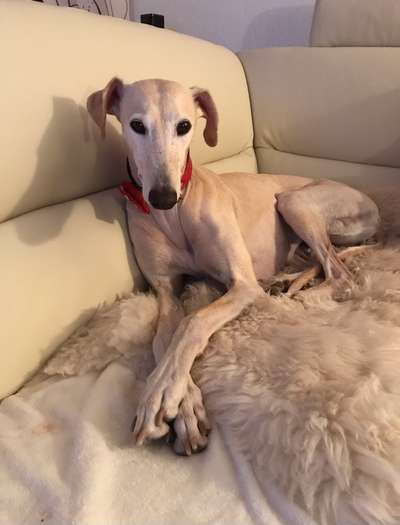 Windhunde - Treffen der besonderen Schönheiten
HERZLICH WILLKOMMEN-Beitrag-Bild