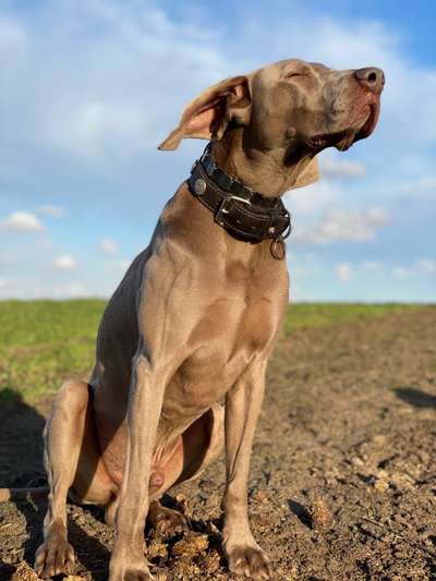 zeigt eure Hunde mit Ihren Frühlingsgefühlen:)-Beitrag-Bild