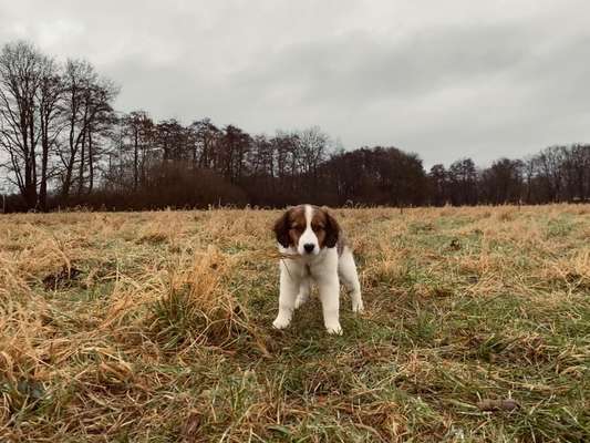 Kooikerhondje-Beitrag-Bild