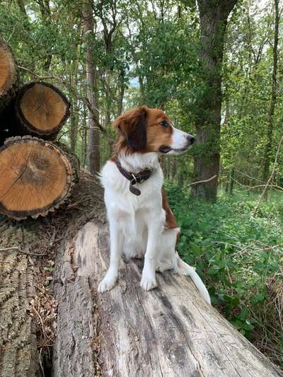 Kooikerhondje-Beitrag-Bild