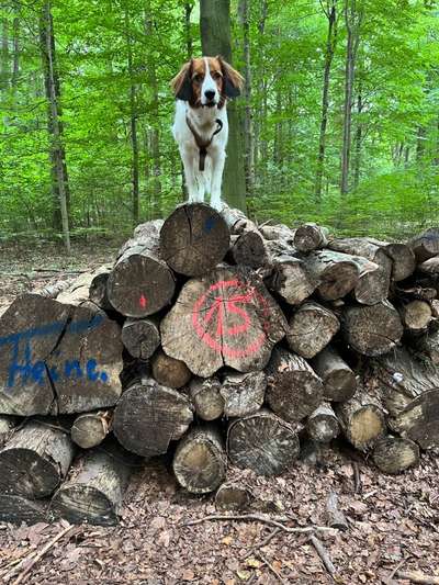 Hundetreffen-Lernen und Toben-Bild