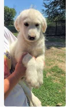 Vom Welpen zum Hund-Beitrag-Bild