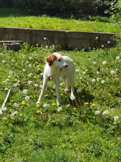 Vom Welpen zum Hund-Beitrag-Bild