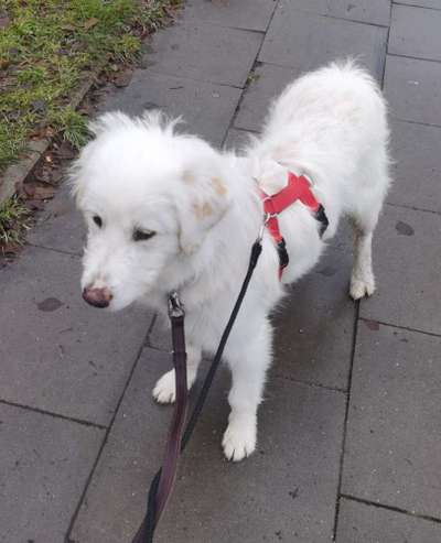 Vom Welpen zum Hund-Beitrag-Bild