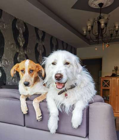 Vom Welpen zum Hund-Beitrag-Bild