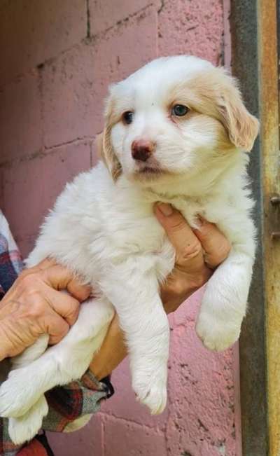 Vom Welpen zum Hund-Beitrag-Bild