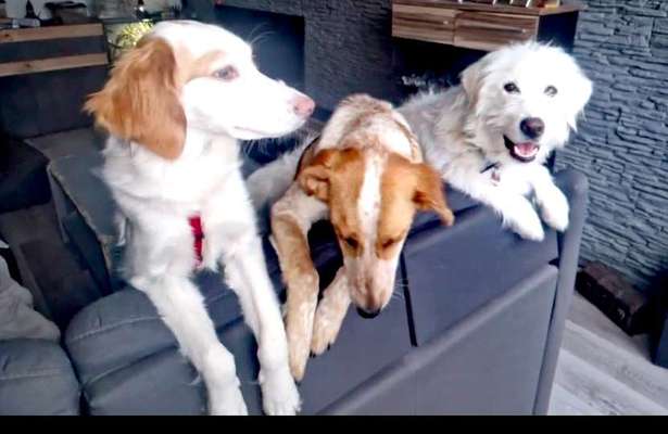 Handy Foto Challange Nr. 46  Happy Dog-Beitrag-Bild