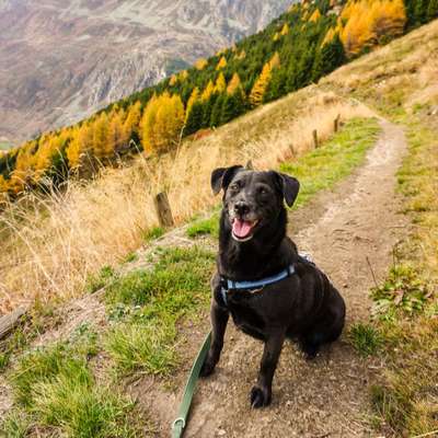 Hundetreffen-Gemeinsame Gassi-&Spielrunde-Bild