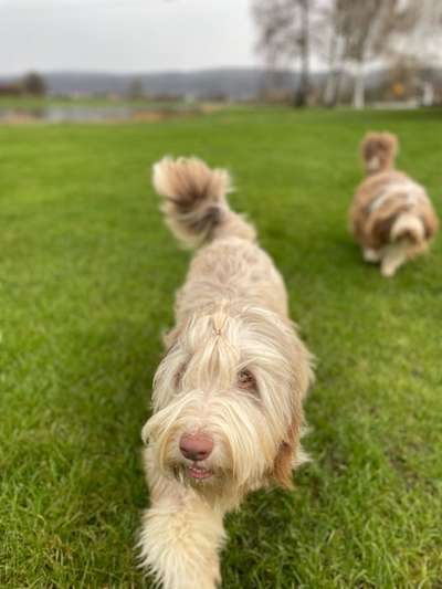 Bergamasker Hirtenhunde oder Bearded Collies hier?-Beitrag-Bild