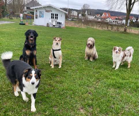 Dogorama Photo Challenge - Die besten Hundebuddys-Beitrag-Bild