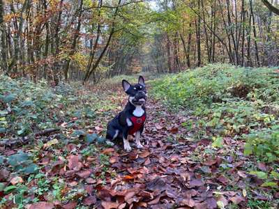 Hundetreffen-Junghunde Spielrunde-Bild