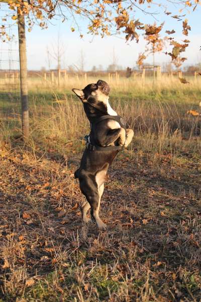 Foto's und Hundemodels-Beitrag-Bild