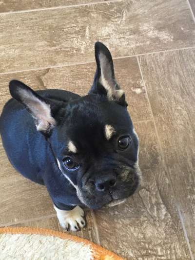 Der berühmte hundeblick-Beitrag-Bild