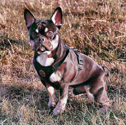 Foto's und Hundemodels-Beitrag-Bild