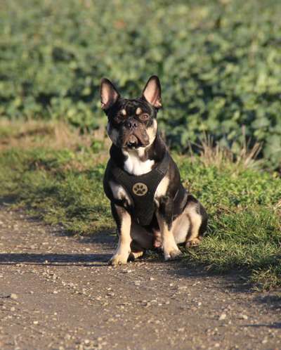 Französische Bulldoggen-Beitrag-Bild
