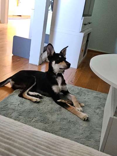 TierschutzhundeStammtisch🐕-Beitrag-Bild